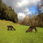 Cevennes: Piscine, Lamas, Riviere