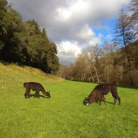 Cevennes: Piscine, Lamas, Riviere