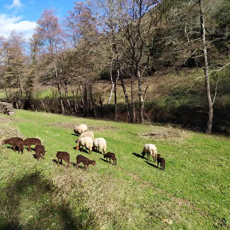 Cevennes: Piscine, Lamas, Riviere *