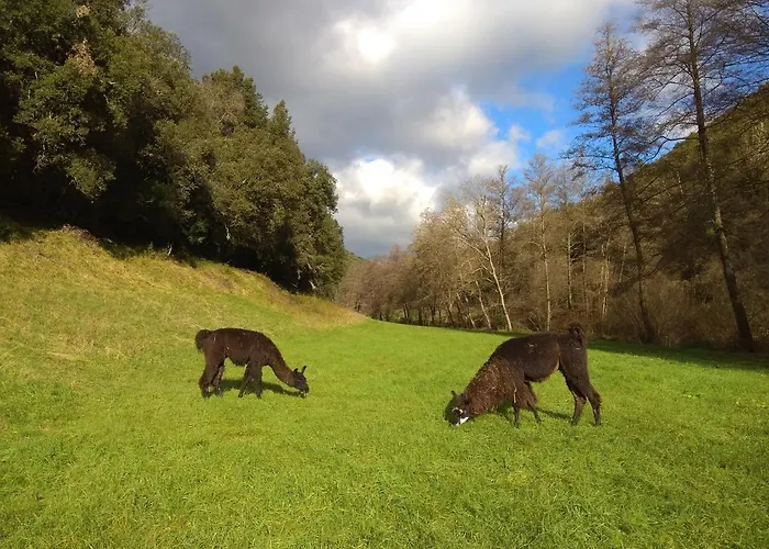 Cevennes: Piscine, Lamas, Riviere