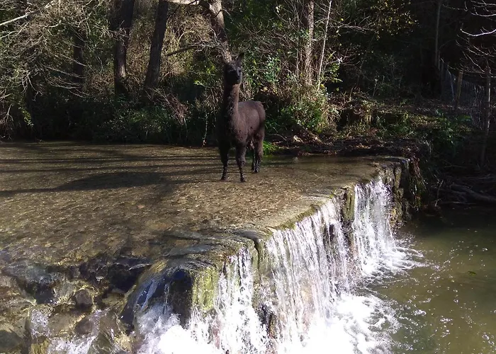 Cevennes: Piscine, Lamas, Riviere Bed & Breakfast 3*