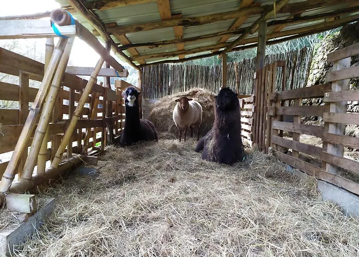 Cevennes: Piscine, Lamas, Riviere Cros (Gard)