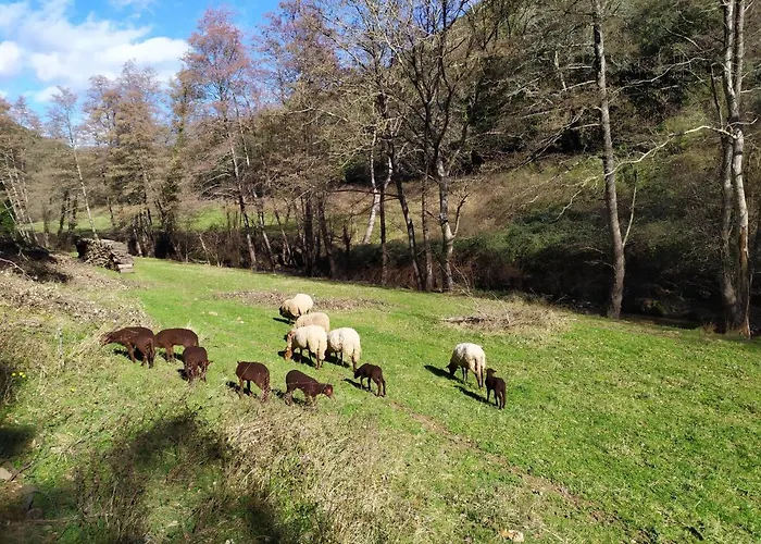 Cevennes: Piscine, Lamas, Riviere 3*